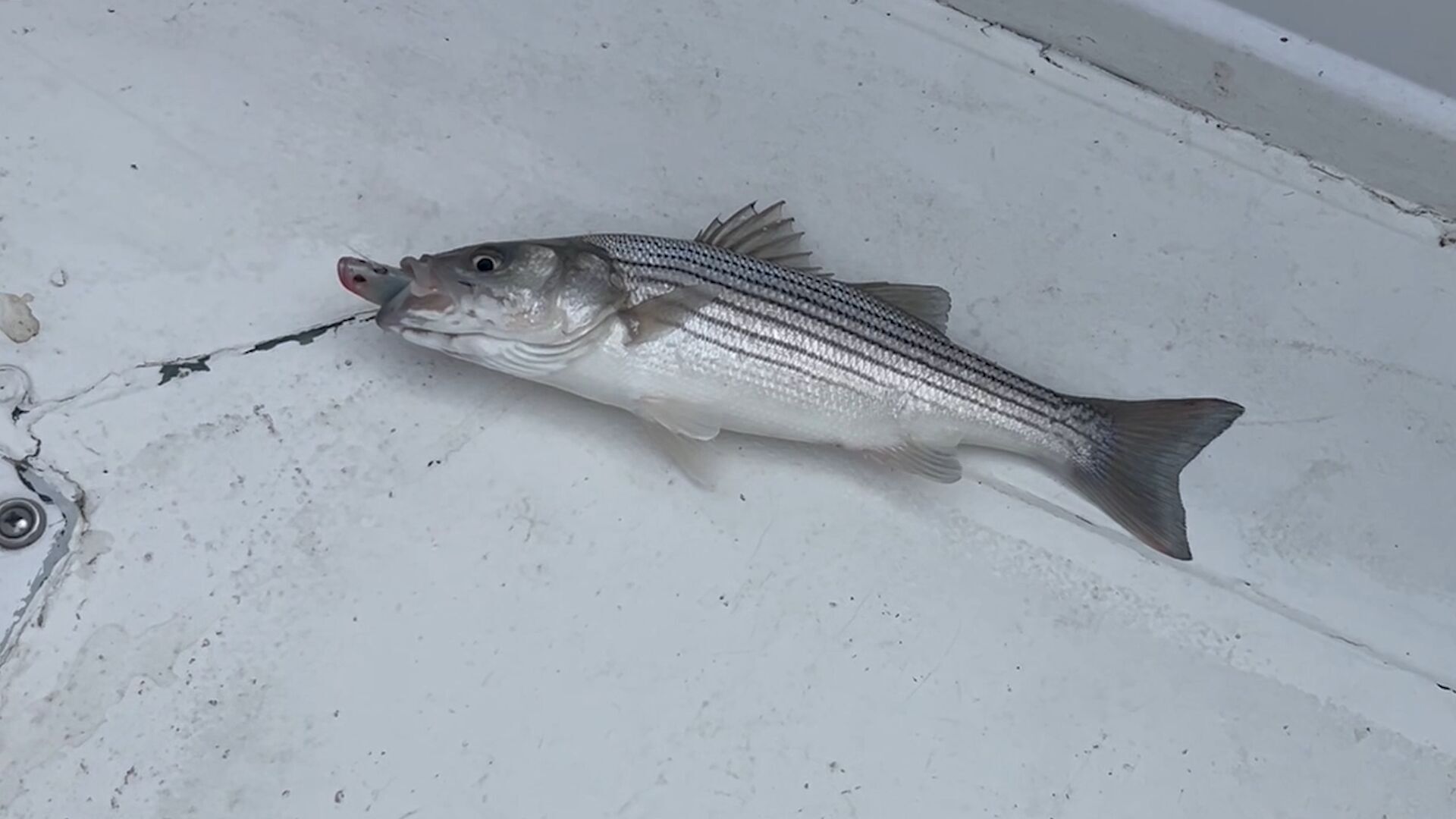 Maryland DNR Considers New Striped Bass Regulations, Sparking Debate
